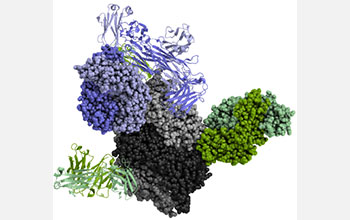 Protein biophysical models