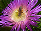 Honeybee pollinates a <em>Carpobrotus edulis</em> plant