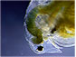 Zooplankton <em>Daphnia pulex</em>
