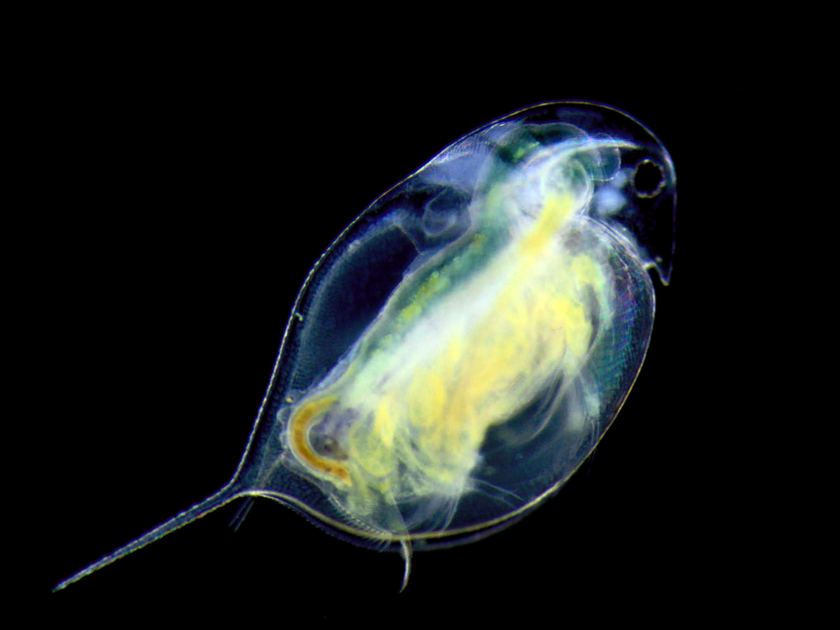 Микро жизни. Зоопланктон дафния. Дафния ракообразные. Ветвистоусые дафния. Зоопланктон кладоцеры.