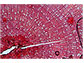 Microscopic imaging of annual rings in shrub stem