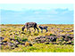 Caribou mother and calf