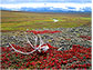 Caribou skull laying on arctic tundra