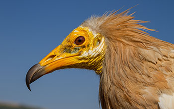 An Egyptian vulture (<em>Neophron percnopterus</em>)