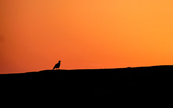 Egyptian vulture in Ethiopia