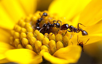 Desert fire ants collecting nectar