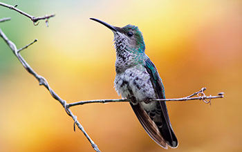 A white-necked Jacobin (<em>Florisuga mellivora</em>)