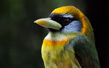 Red-headed barbet (<em>Eubucco bourcierii</em>)