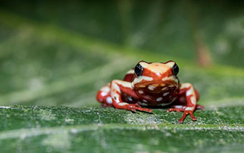 Phantasmal poison frog <em>Epipedobates anthonyi</em>