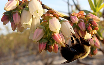 A bumblebee forages on blueberry flowers.