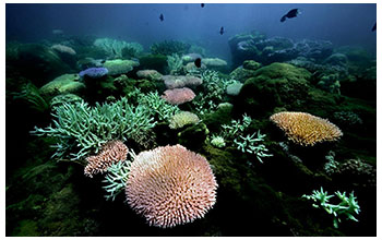 Corals on Great Barrier Reef