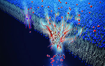 Artificial water channels enable fast and selective water permeation