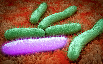 Bacteria