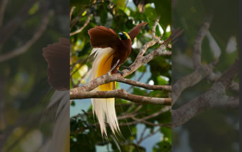 Lesser bird-of-paradise during courtship dance