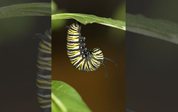 Monarch butterfly before metamorphosis