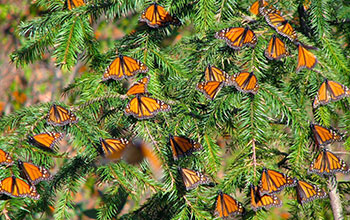 Monarch butterflies basking in the sun