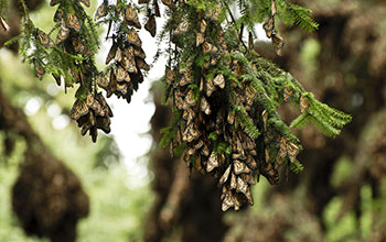 Monarch butterflies congregating on fir trees in Mexico