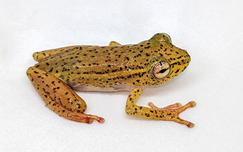 Frog species Hyperolius cinnamomeoventris