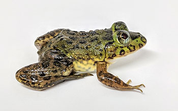 Juvenile Hoplobatrachus occipitalis frog
