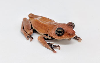 Frog species Hyperolius phantasticus
