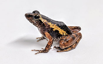 New frog species Phrynobatrachus
