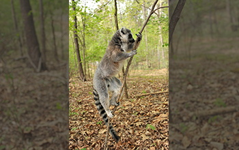 Ring-tailed lemur wrist-marking sapling