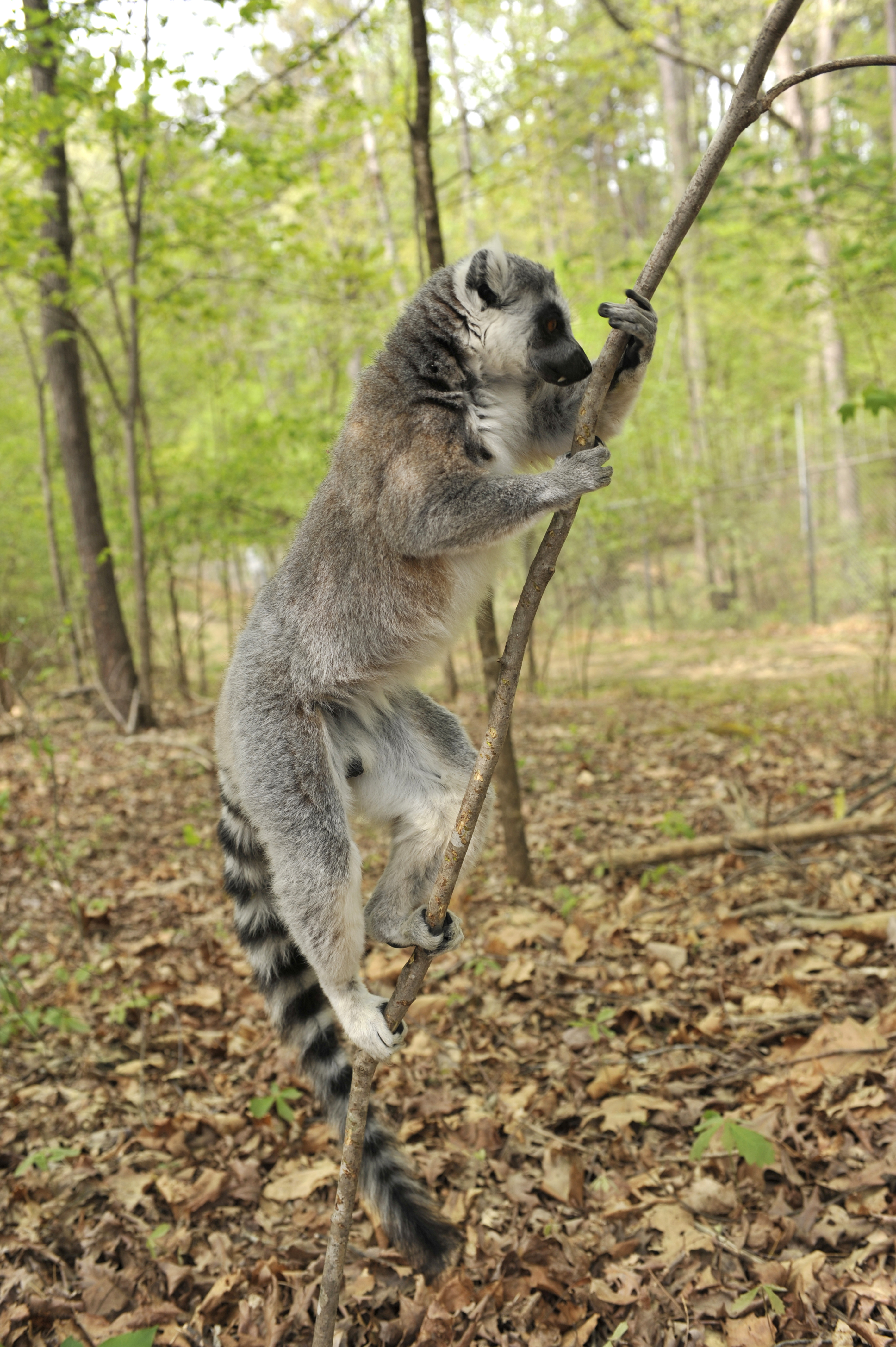 Ring-tailed lemurs scent marking | Did you know? A large portion of lemur  communication is done through scent. All ring-tailed lemurs have anogenital scent  glands. In addition, male... | By Lemur Conservation