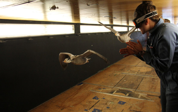 Bar-headed goose in flight in a wind tunnel