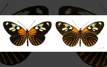 Two distantly related butterfly species