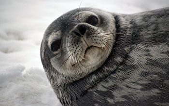 Crabeater seals on ice in Antarctic Peninsula