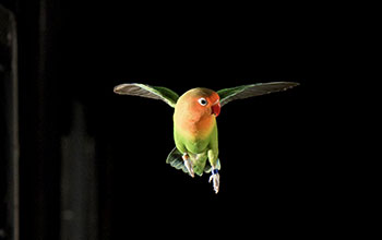 'Ferrari' the lovebird during flight training