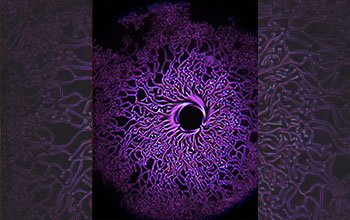 'Medusa' shaped droplets containing liquid crystal molecules