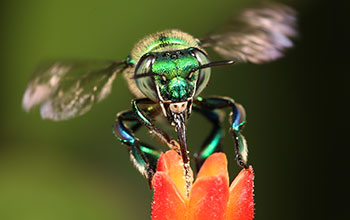 Green orchid bee forages on a firebush plant