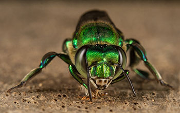 Male orchid bee