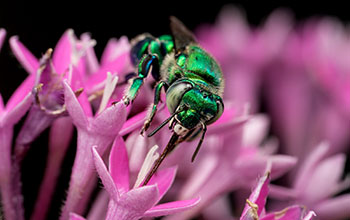 Male orchid bee