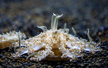 Cassiopea, or upside-down jellyfish