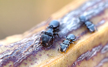 Size comparison of turtle ant soldier and worker