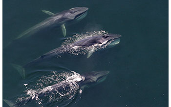 A pod of finback whales