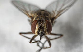 Stable fly (Stomoxys calcitrans)
