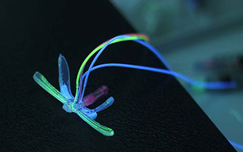 Soft robotic dragonfly called 'Drabot'