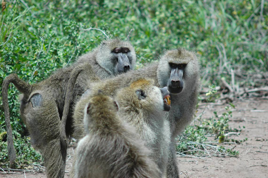 Multimedia Gallery Adult Male Baboons Engage In Dominance Nsf 