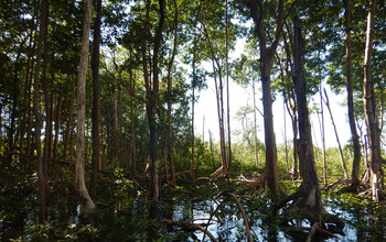 Riverine mangrove forest at the mouth of the Shark River Estuary in the Everglades.