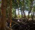 Mangrove forest regrowth can be seen in the background; it follows Hurricane Wilma in 2005.