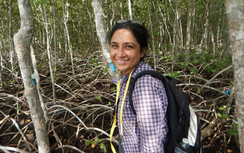 Biologist Meenakshi Jerath obtains samples of a mangrove forest in the Shark River Estuary.