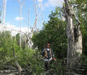 Five years after Hurricane Wilma, mangroves had regrown, found biologist Edward Castaneda-Moya.