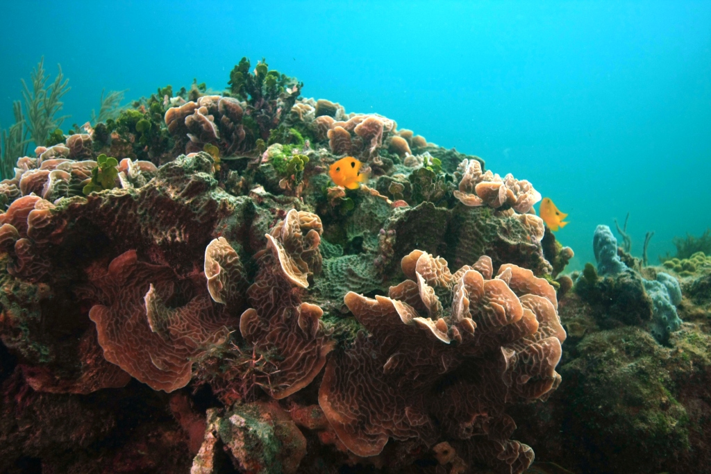 Natural Underwater Springs Show How Coral Reefs Respond to Ocean ...