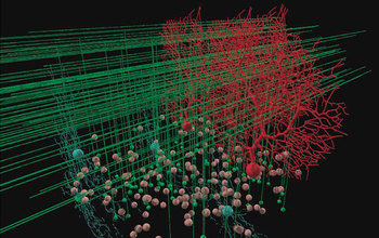 Visualization of 3-D Cerebellar Cortex model
