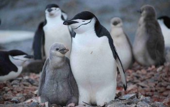 Antarctica penguins