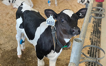 A dairy calf wears a blue pedometer on its hind leg to record its activity