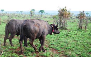 Two buffalos, one with a radio-collar